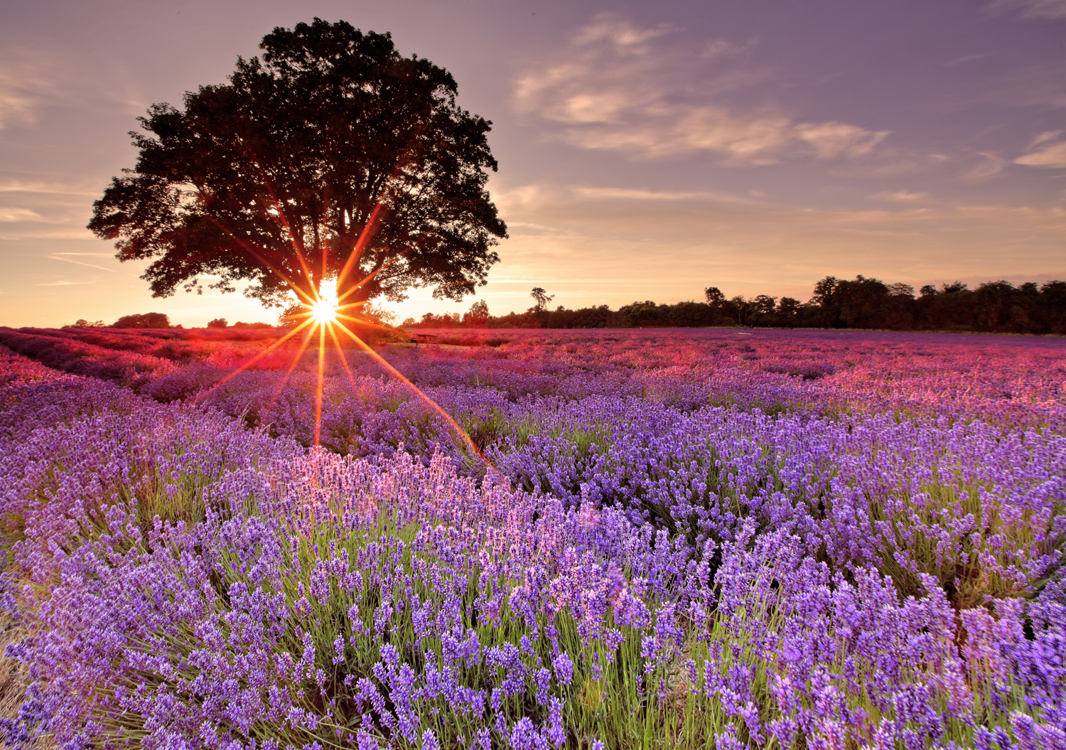 En Provence, Sur Le Plateau De Valensole - 10 Lieux Magiques Où Admirer ...